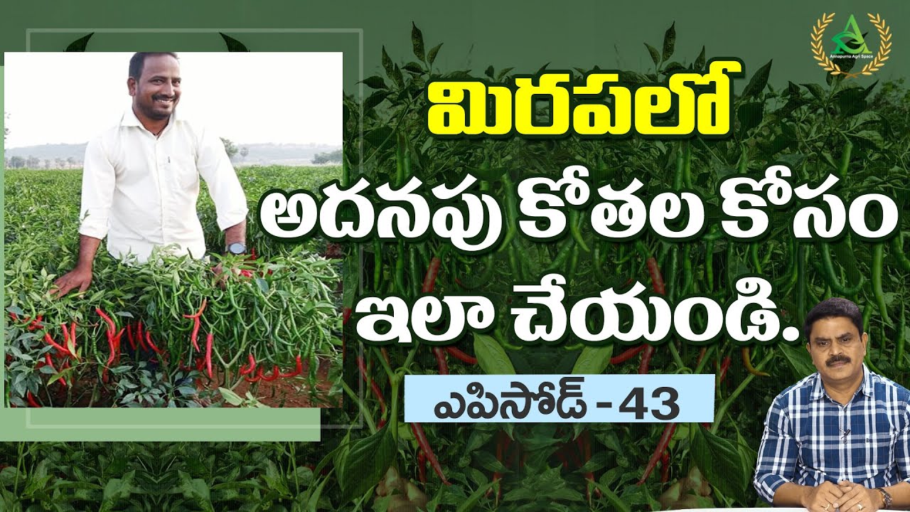 ఎపిసోడ్  43 - మిరపలో అదనపు కోతల  కోసం ఇలా చేయండి. | Annapurna agri space | prathibha biotech
