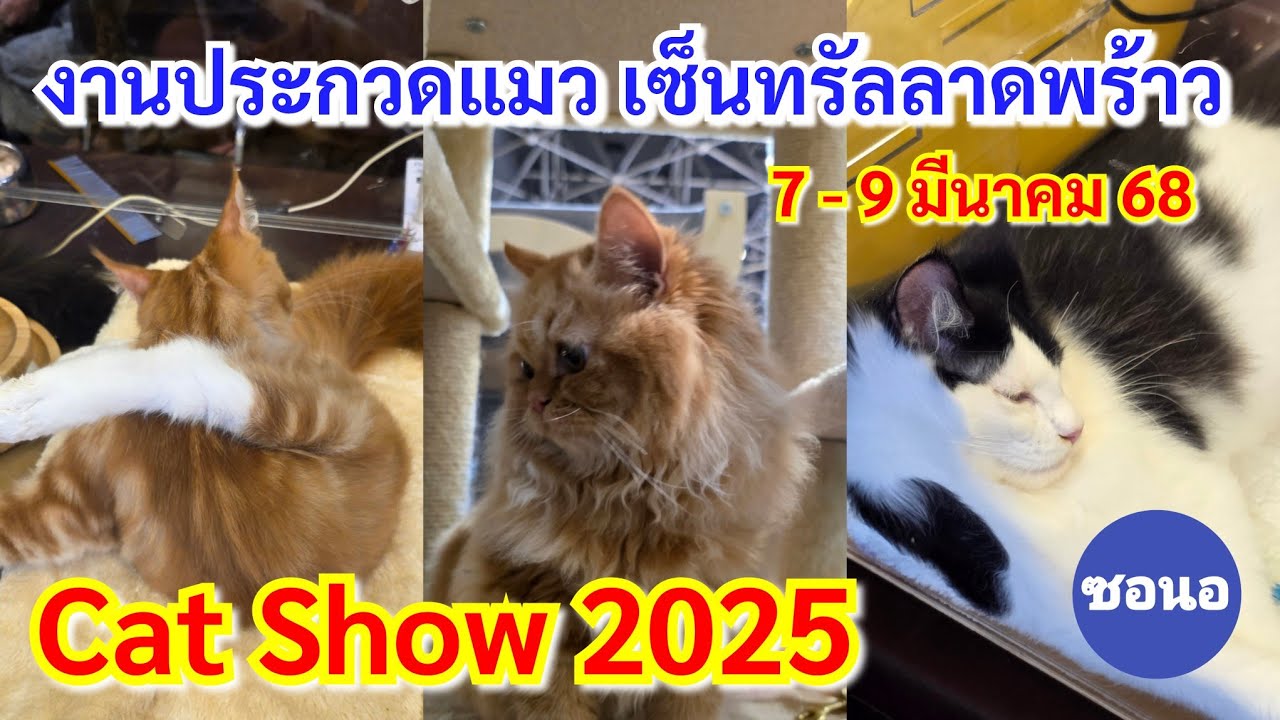 งานประกวดแมว 2025 เริ่ม  7-9 มีนาคม 2025 เซ็น​ทรัลลาดพร้าว​ กรุงเทพฯ | Cat Show 2025 | ซอนอ