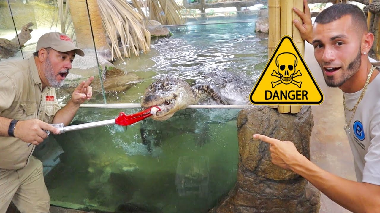 FEEDING ALLIGATORS in a PET STORE! **GONE WRONG!**
