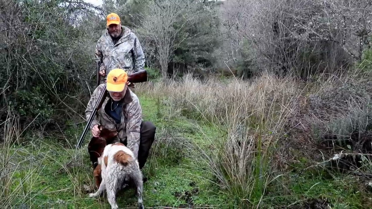 CHASSE ENTRE AMIS  -   &Eacute;pagneuls et springers