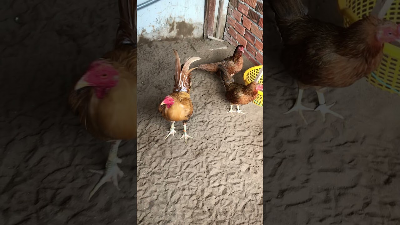 Gà đá phạm biên Cà mau. nay mình đăng bộ nọc số 2 ae xem vui nhé.cảm ơn ae ….