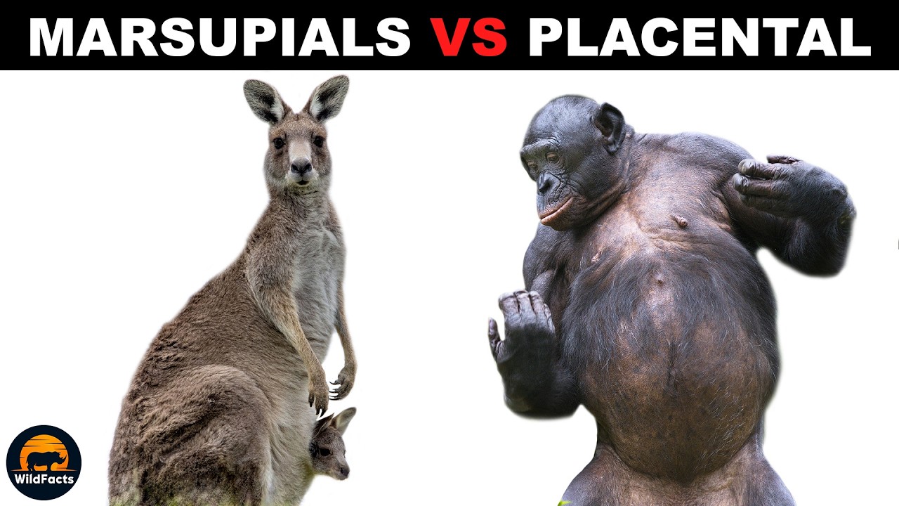 What Is The Difference Between Marsupials and Placental Mammals?
