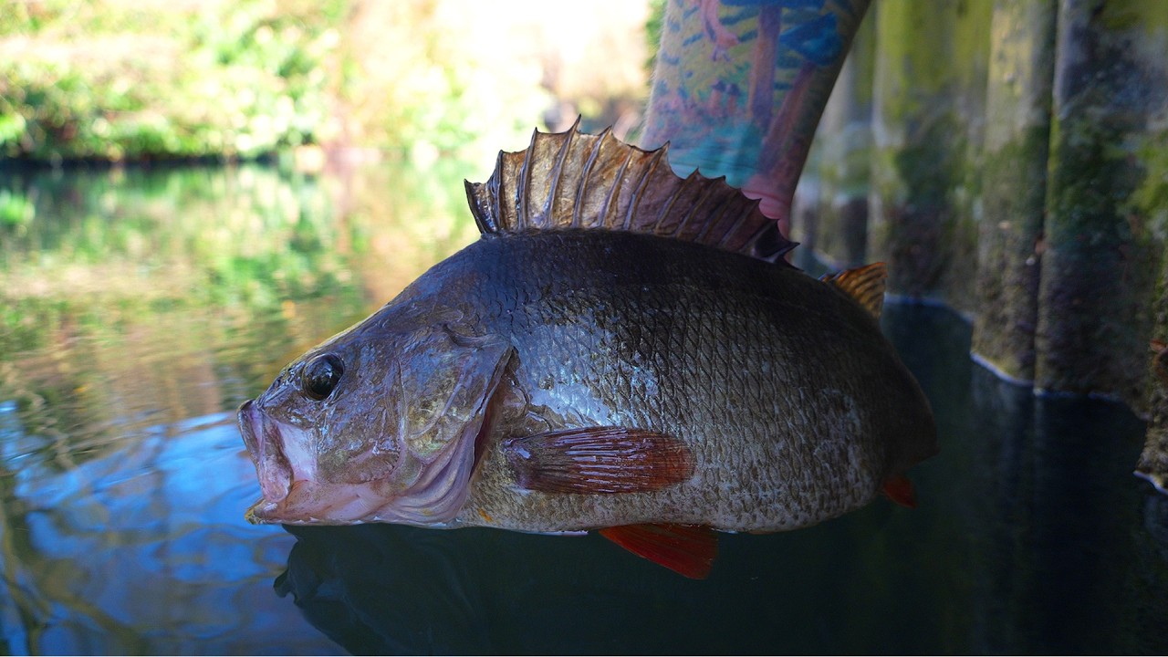 THIS Is How You Catch BIG Canal PERCH
