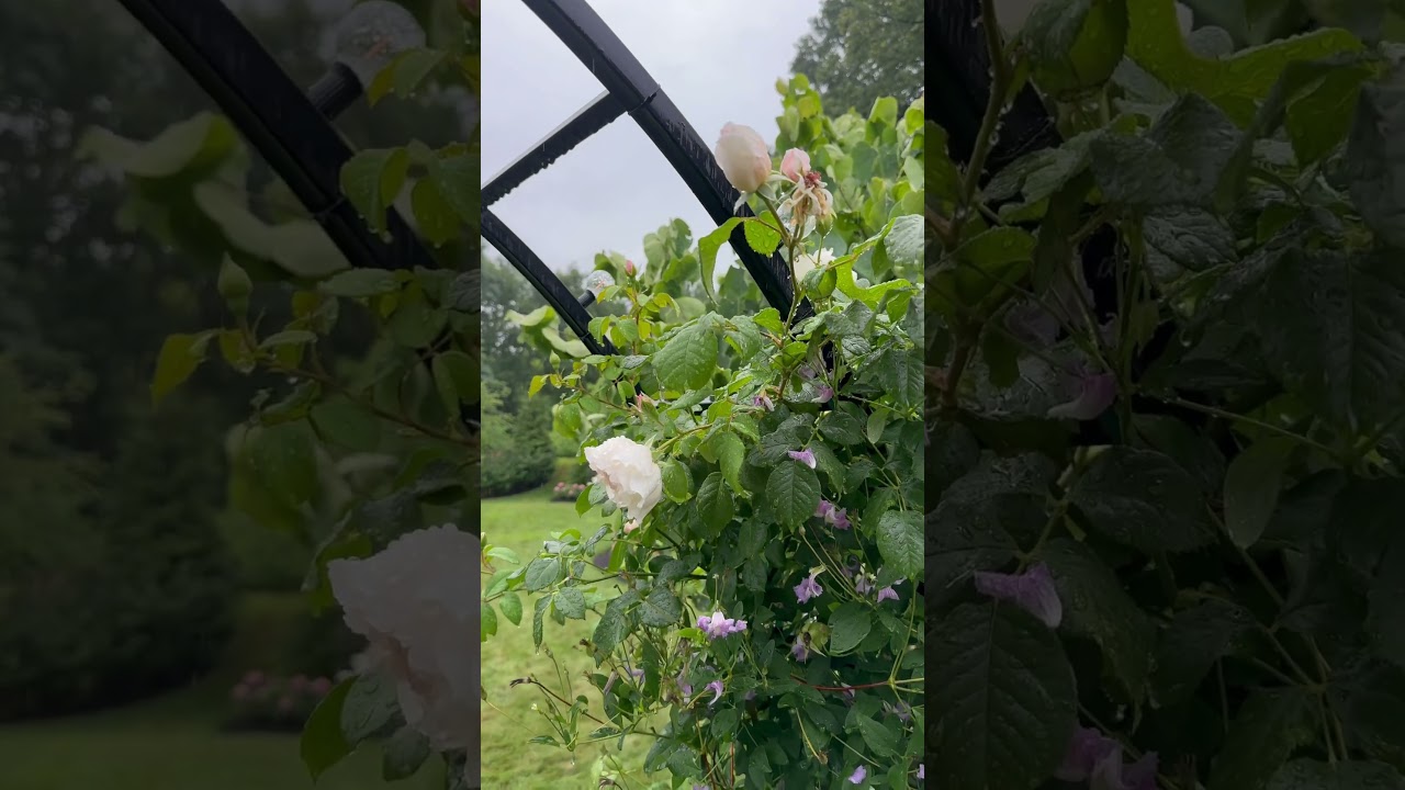 Dreaming of Summer Rain in the Garden 🌧️ | Peaceful Garden Moments