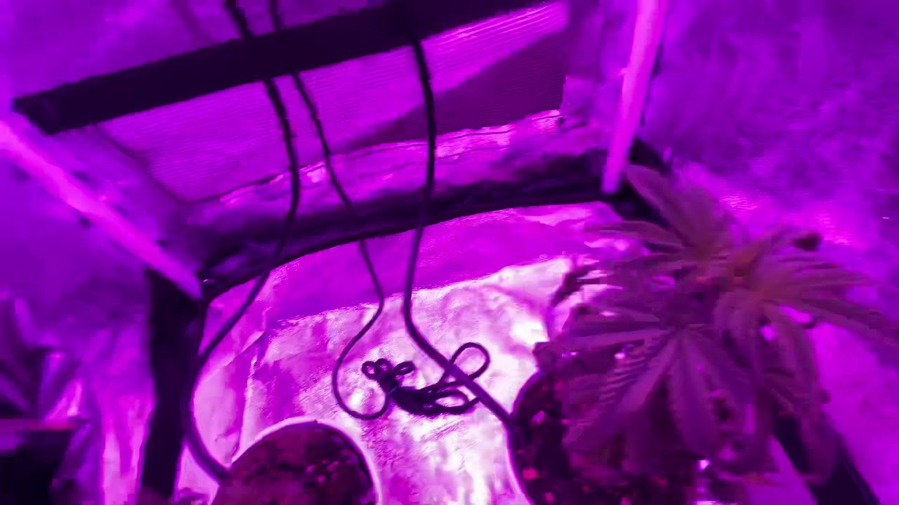 Mars Hydro grow journal eco300 day full 1 of bloom platinum Gorilla, 16x16 inch tent DWC
