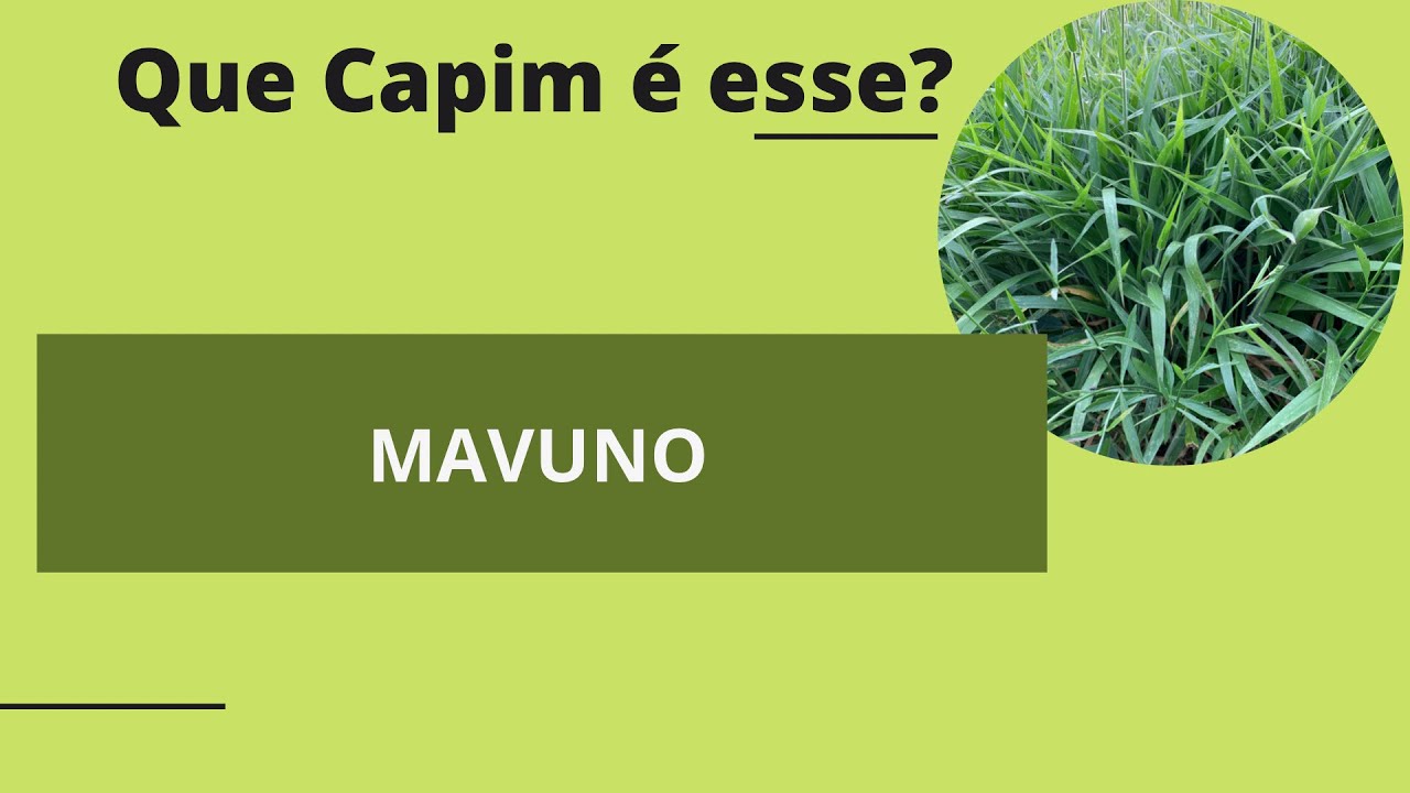 CAPIM MAVUNO: Que capim é esse?