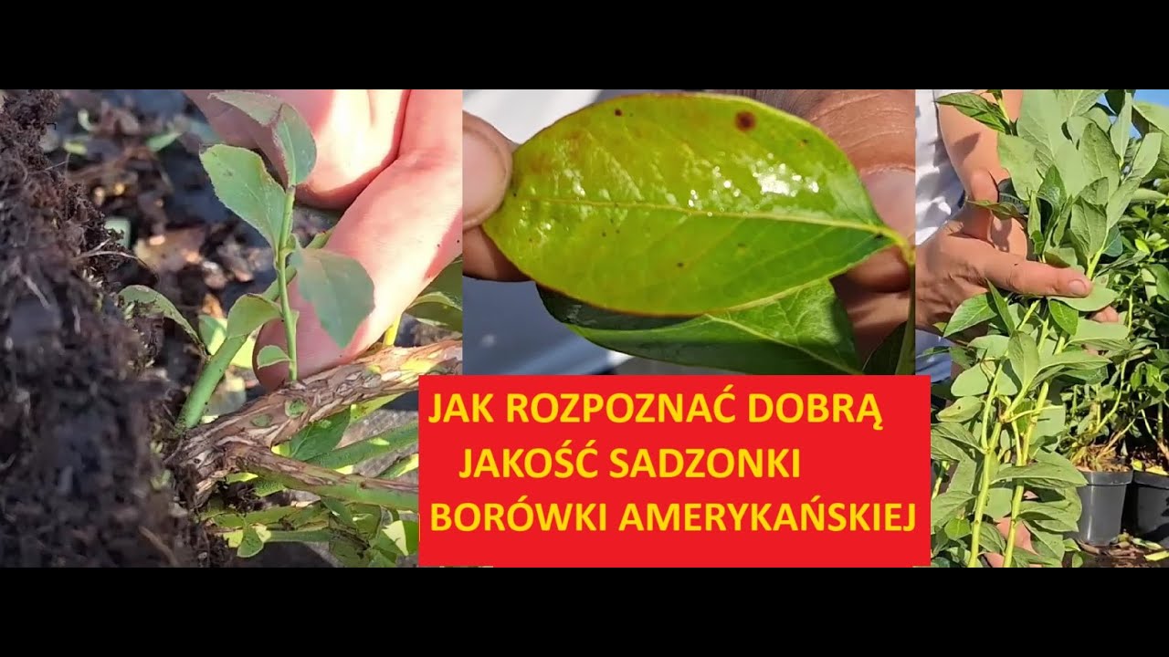 Na co zwrócić uwagę sadząc borówki amerykańskie