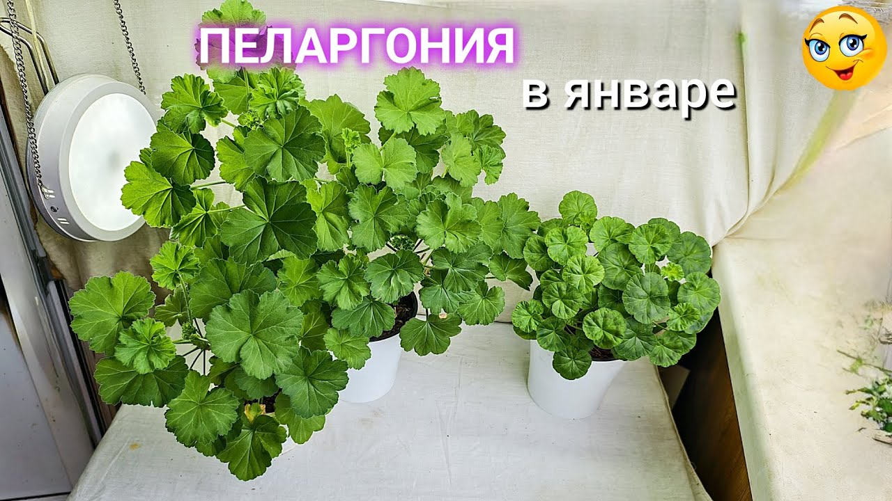 Пеларгония 