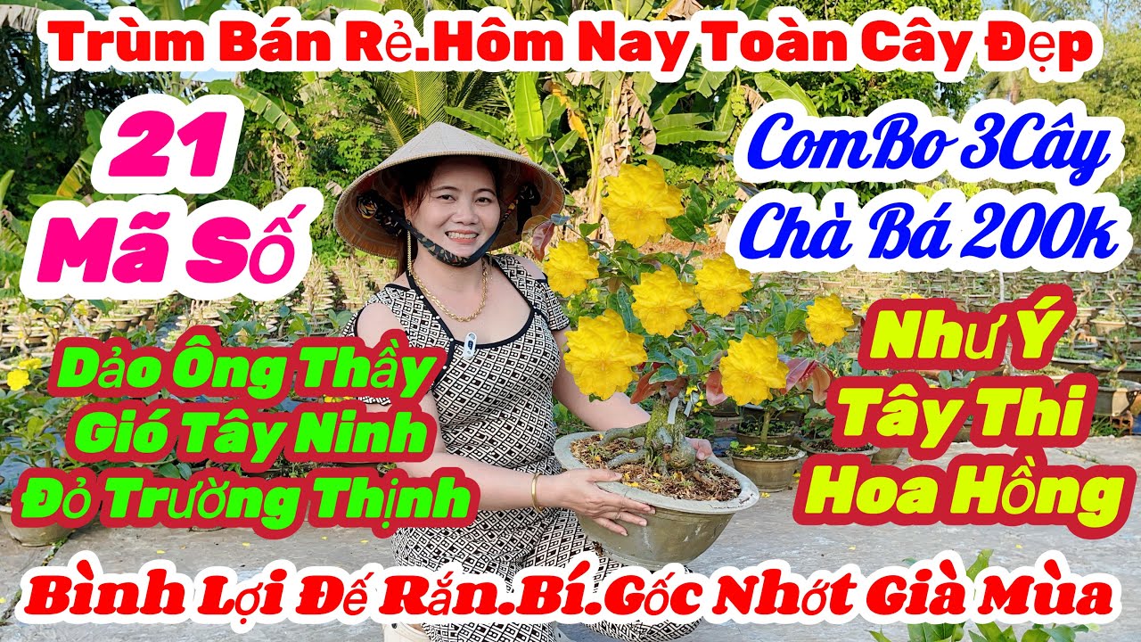 🌼9/3☎️0326119500👉Gặp Mộng🌲Mai Vàng Giá Rẻ🌲3 Cây 200k Nhiều Giống🌲21 Mã Số🌲Ông Thầy.Tây Ninh.Hoa Hồng