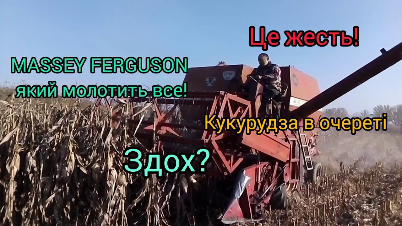 Ж@ПА! УБОРКА КУКУРУДЗИ. MASSEY FERGUSON МОЛОТИТЬ ВСЕ! УБОРКА КУКУРУДЗИ 2022.