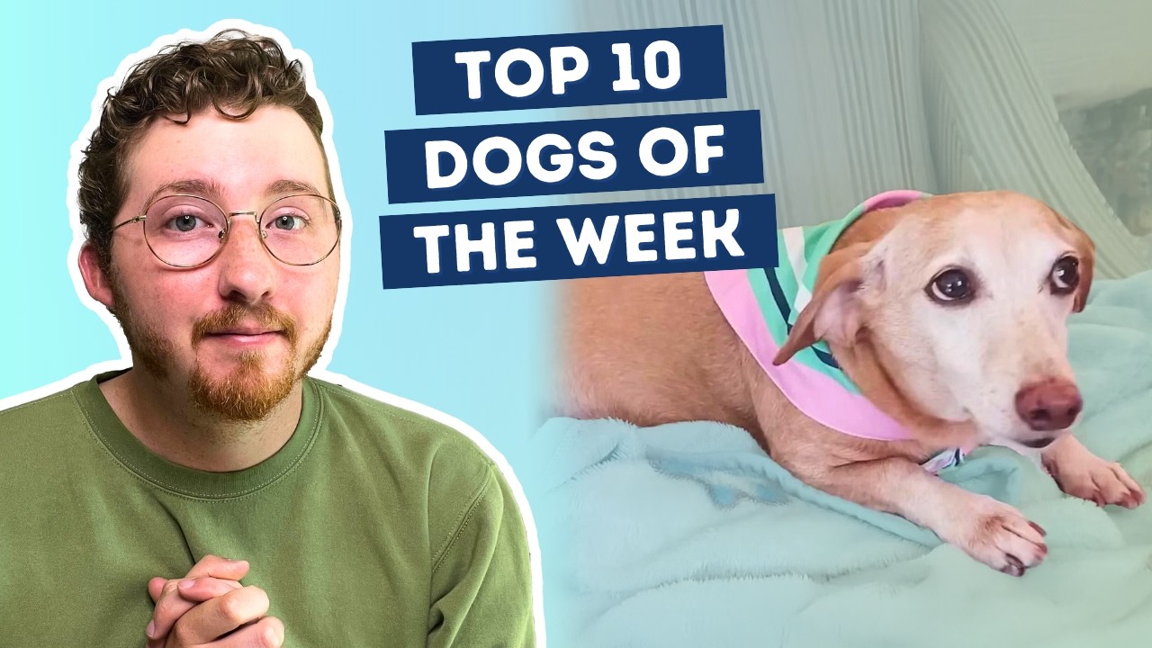 Stolen Service Dog Safely Returned To His Blind Human After 2 Months