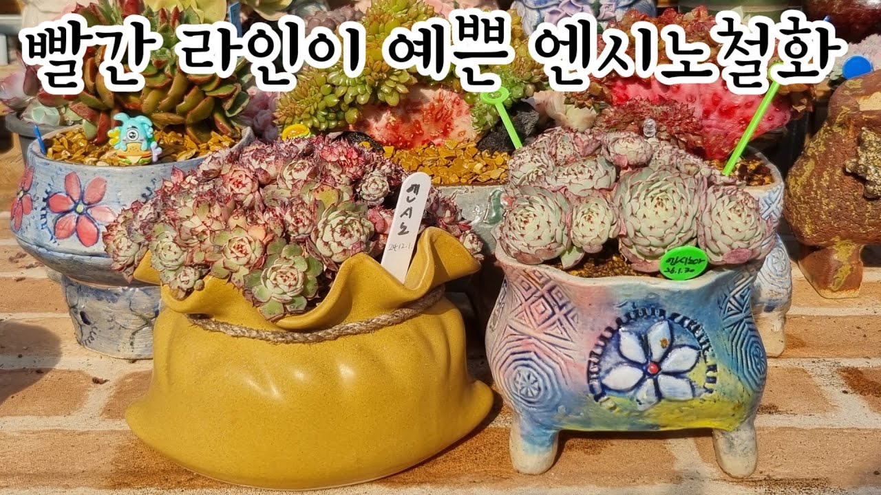 빨간 라인과 노란색감 배색이 매력만점💕꽃나래다육에서 온 엔시노철화 분갈이해요 ~💕 꽃나래다육 010.2818.1441 #다육이 #다육식물 #다육이들 #다육화분 