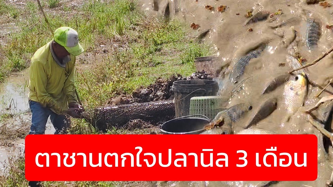 ตาชานตกใจปลานิล 3 เดือน