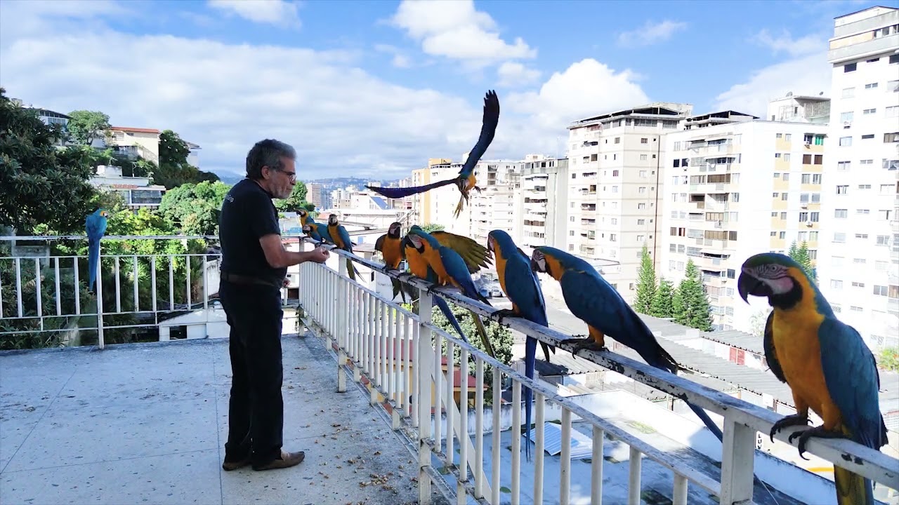 Guacamayas Caraqueñas Primer día en la oficina 2022