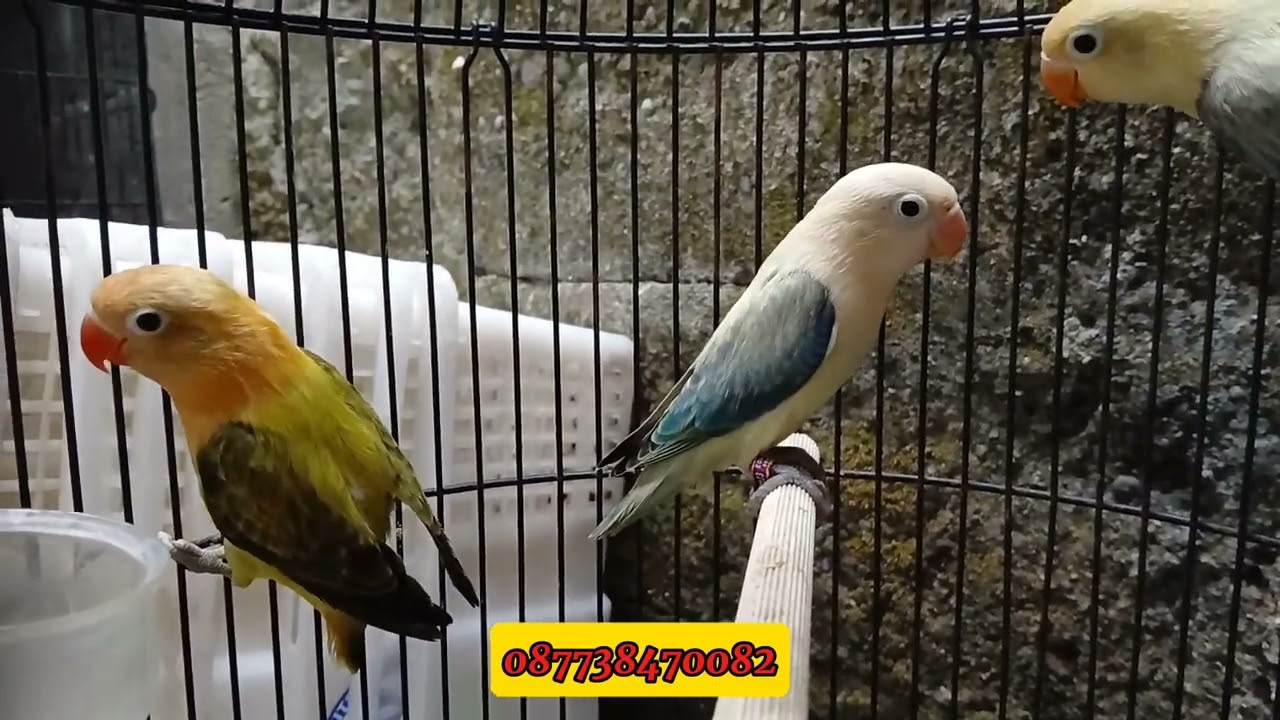 PENGERTIAN TENTANG BIOLA PB DAN BIOLA AQUA b1 b2