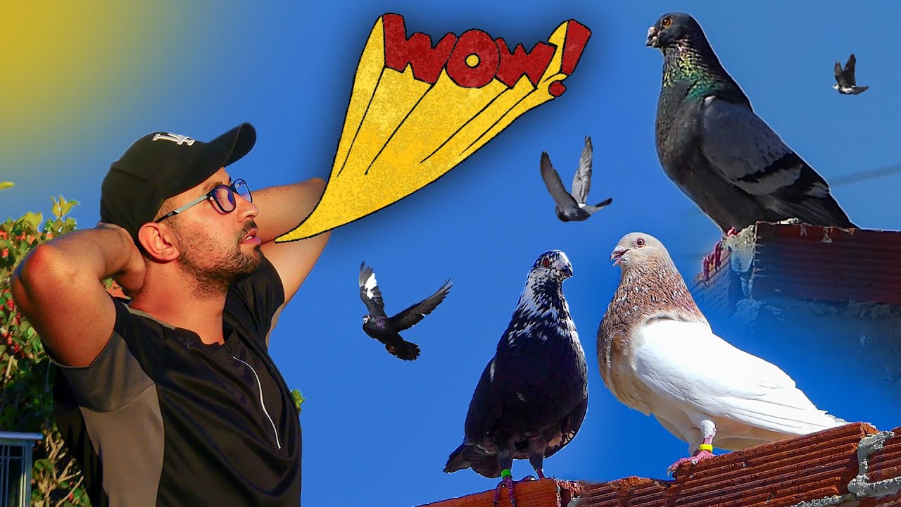 توليعة صباحية مع حمام سارق 