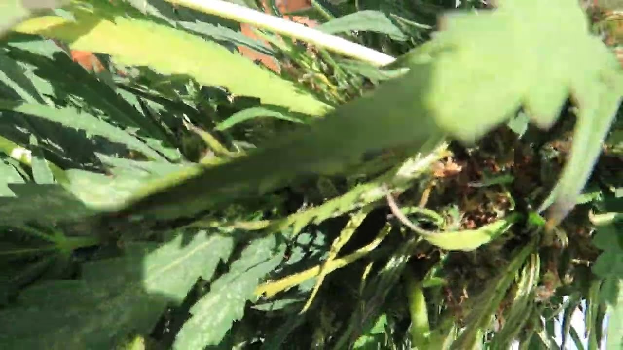 2022 Organic outdoor grow! BUD ROT!!!!!! NOOOOOOOOO