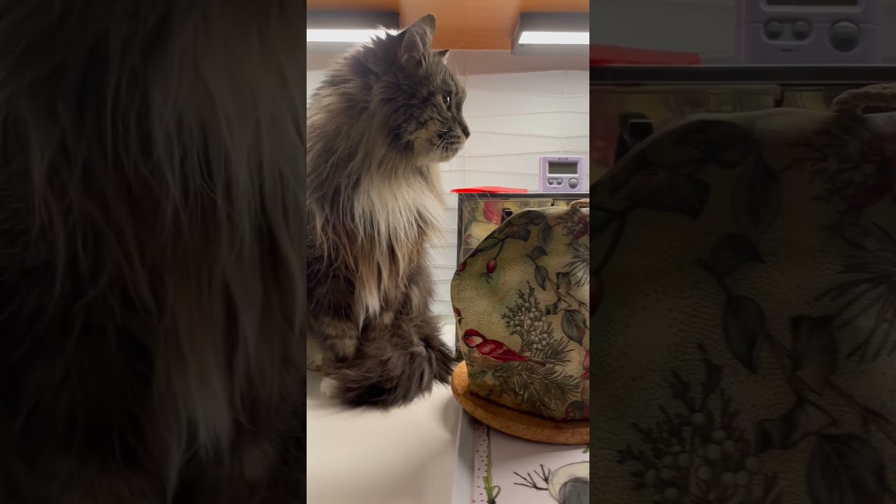 Dr. Fuzz waiting for his morning butter. #cats #spoiledcat