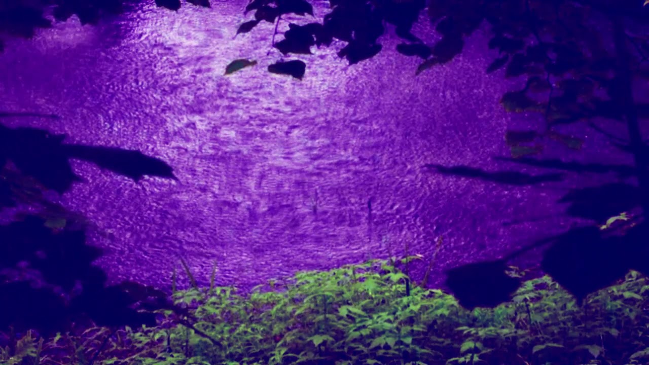 Prince, Purple Rain, Classic Pop Music Cover Song, Jenny Daniels Covers Popular 80s Songs