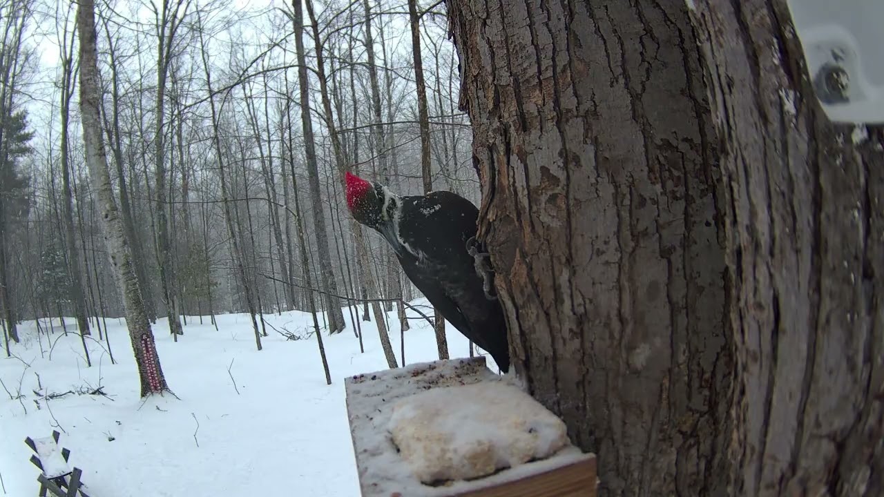 🐦 Prehistoric looking pileated woodpecker relaxing in the snow | Nicolet National Forest