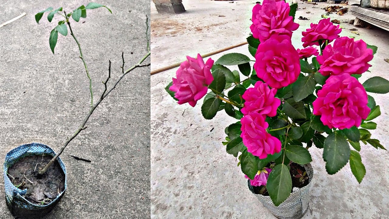 টবে গোলাপ গাছের ফুল ধরানোর সেরা টেকনিক | Rose Care Tips best gardening 