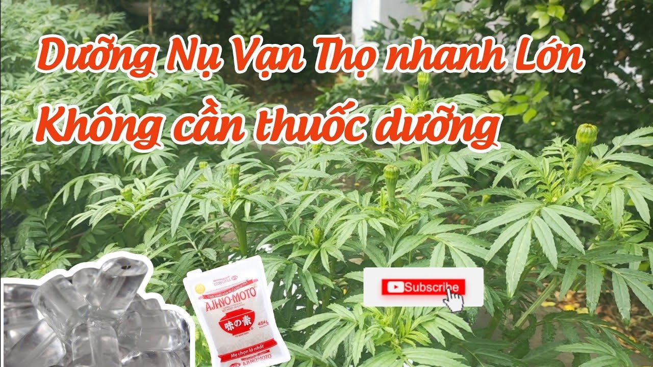 trồng vạn thọ tết  - cách dưỡng nụ vạn thọ mập không dùng thuốc