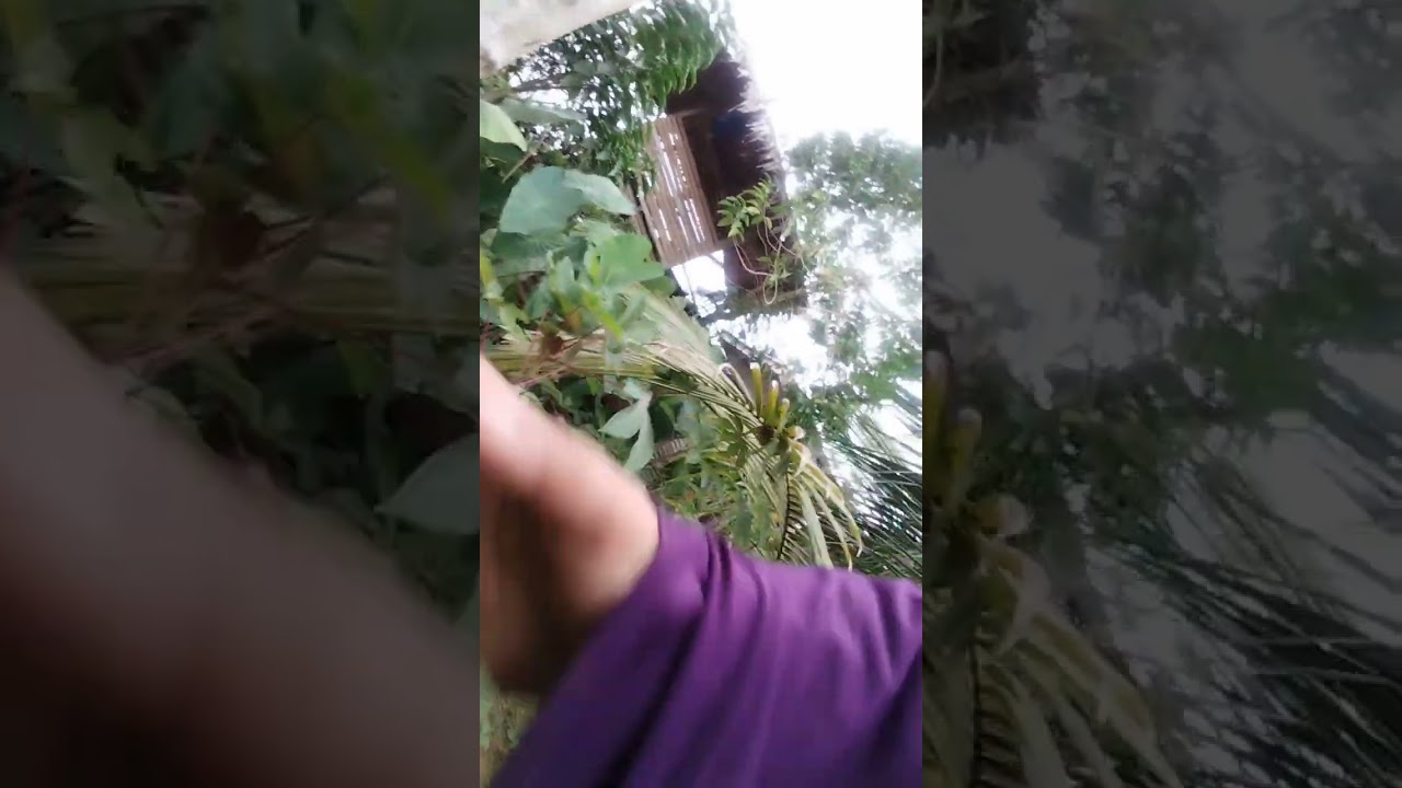 Merawat jeruk kasturi