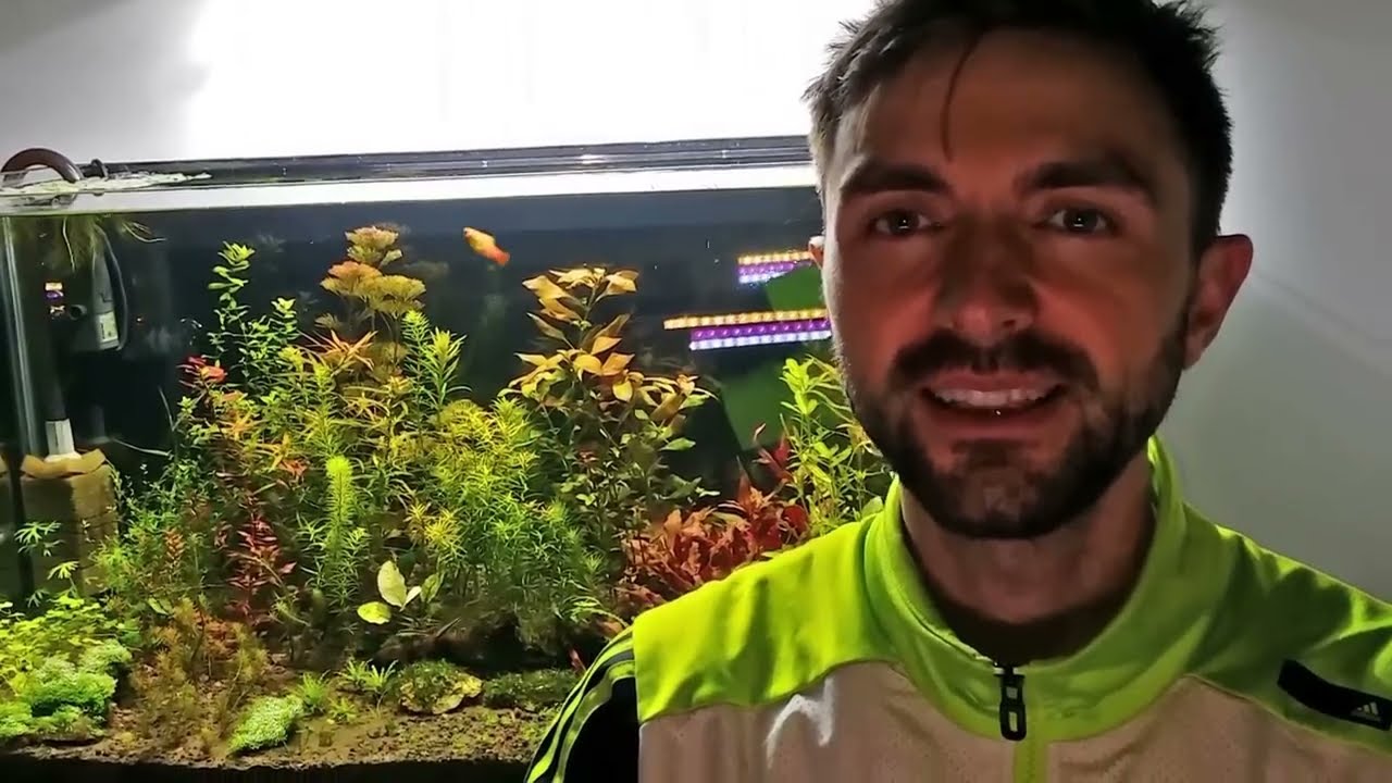 Acvariu plantat OLANDEZ - Ziua 1