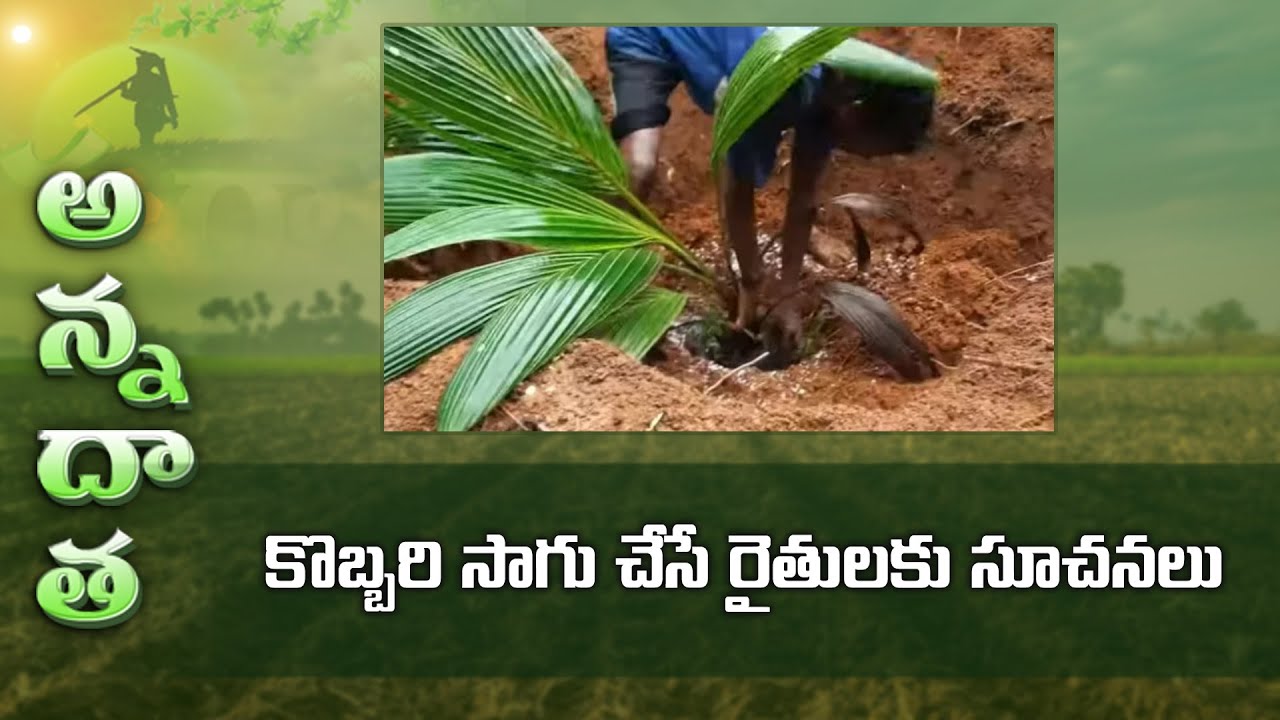 కొబ్బరి సాగు చేసే రైతులకు సూచనలు | Tips to raise coconut gardens | ETV