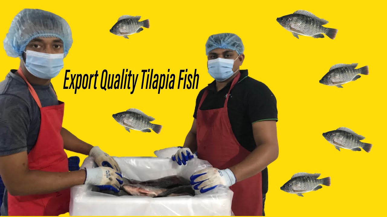 Export Quality Chilled Tilapia Fish Packing Process from Bangladesh