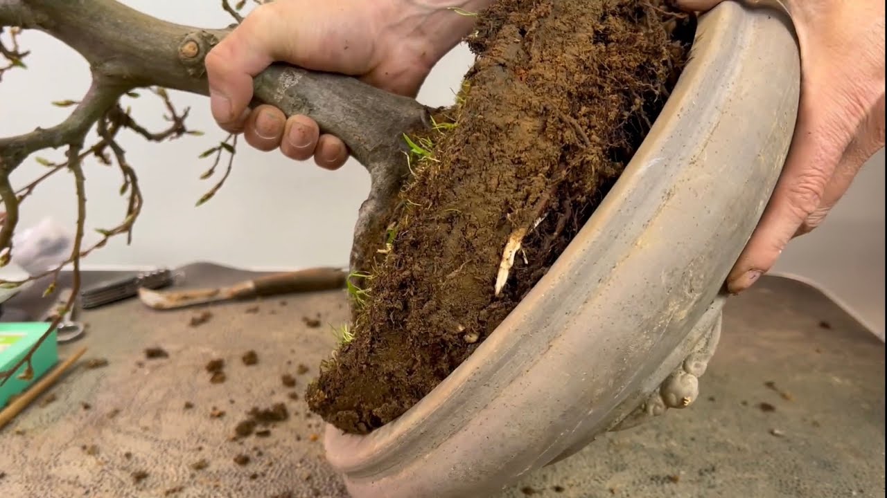 🇫🇷 Remporter mon bonsai Carpinus betulus