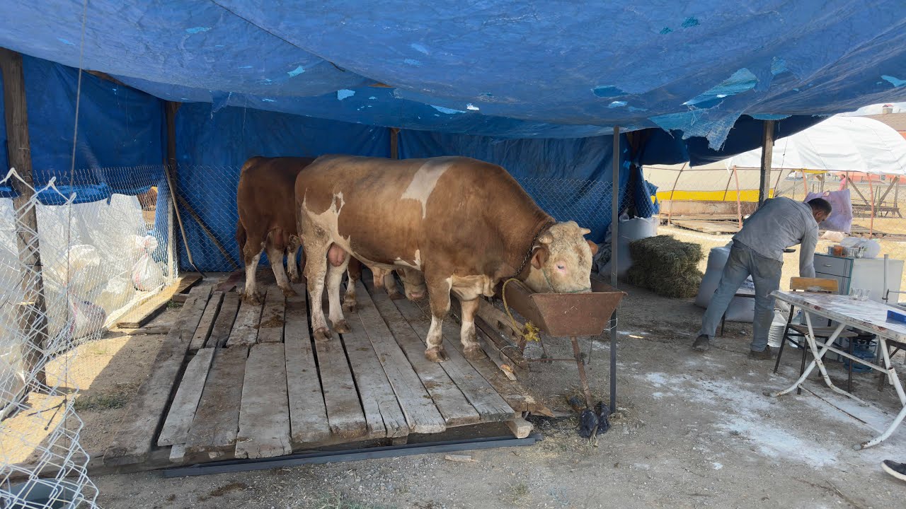 KIRIKKALE KURBAN PAZARI 1 HAZİRAN 2025 / CATTLE MARKET
