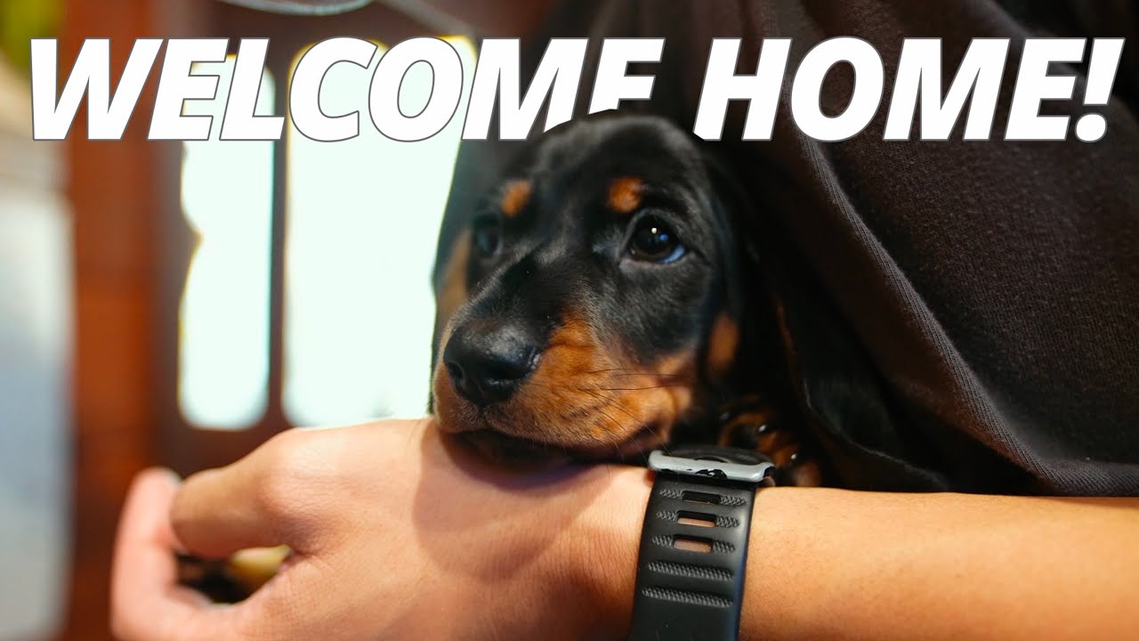 MEET OUR 8 WEEK OLD MINIATURE DACHSHUND! 🐶 Bringing Our Puppy Home VLOG