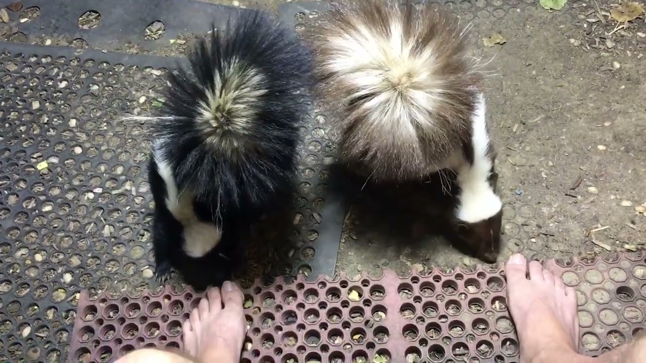 Skunk Brother And Sister #skunks #wildlife #siblings