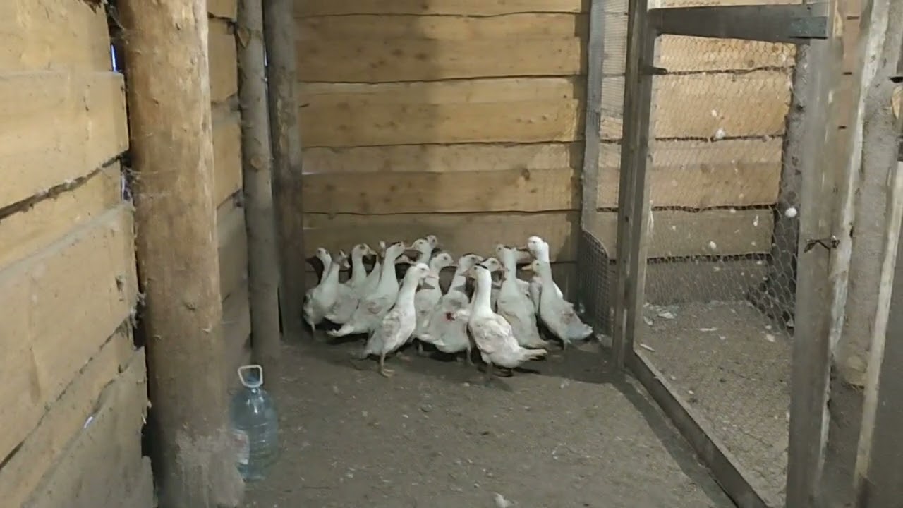 DUMB DUCKS