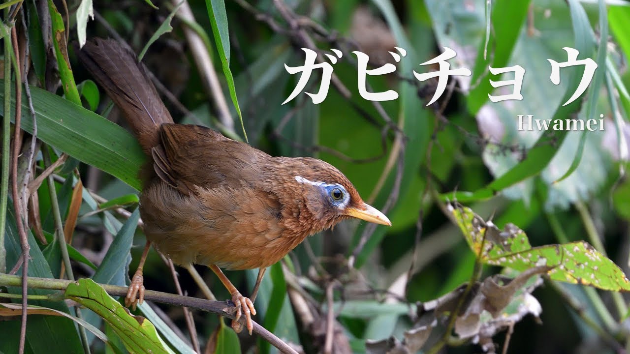ガビチョウの鳴き声｜日本野鳥情報局