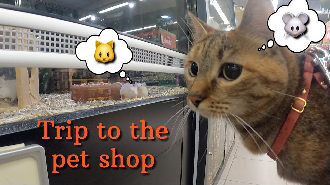 Trip to the pet shop with NALA Cat 🐭