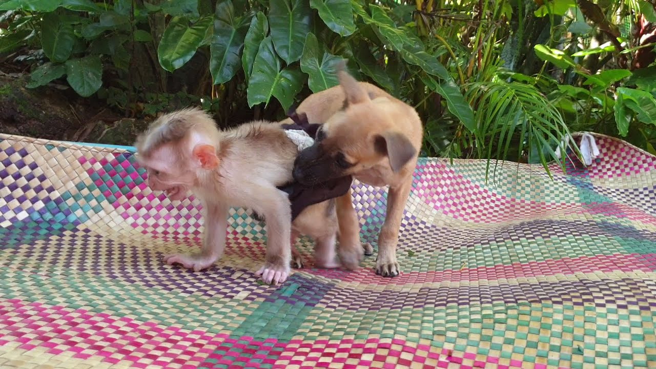 Cute puppy try to pull cloth baby monkey Yoya