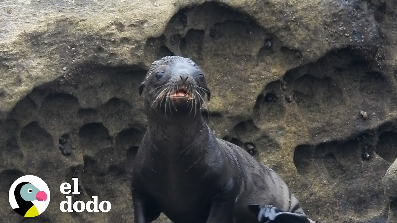 León marino bebé es salvado por su mamá | El Dodo