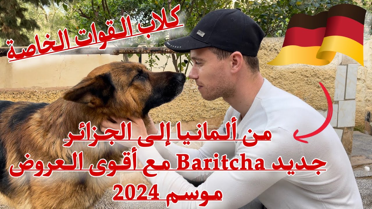 الشاب Baritcha ينجح في إنتاج جراء الراعي الألماني الأصلية من ألمانيا 🇩🇪 إلى الجزائر 🇩🇿 حصريات 24