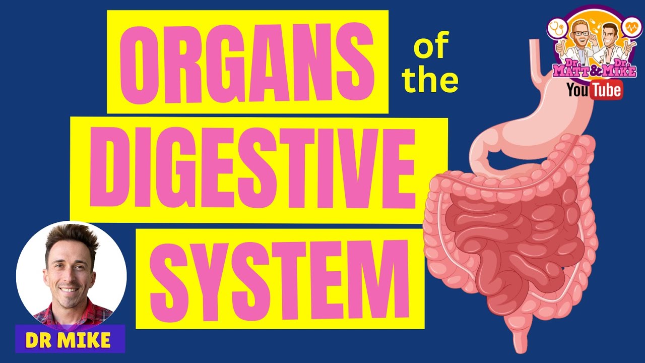 Organs of the Digestive System
