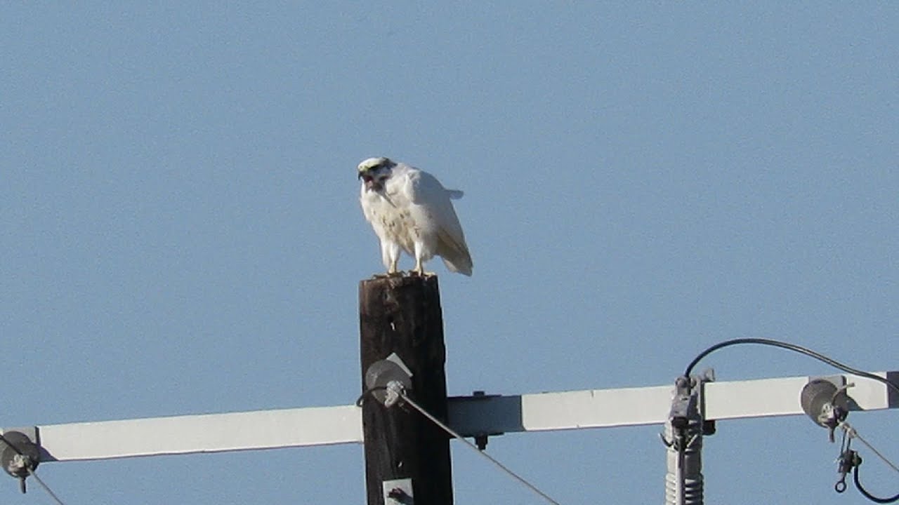 A Very Rare Red-tailed Hawk