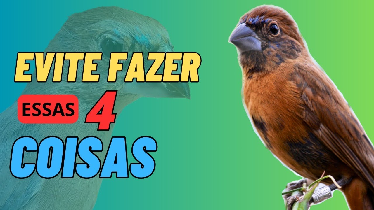 4 coisas que podem realmente ESTRAGAR seu azul&atilde;o pardo