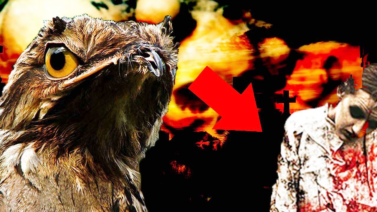 Unraveling the Mystery: Animal Superstitions Decoded