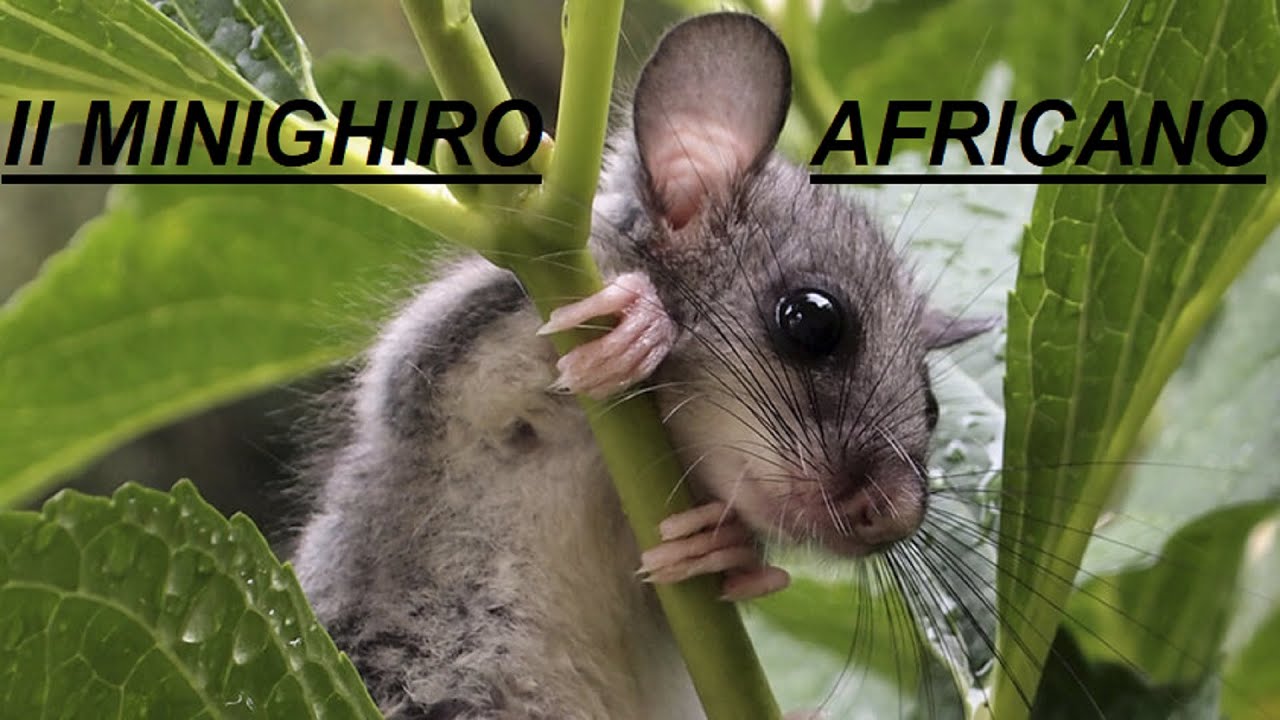 Conosciamo il Minighiro africano!