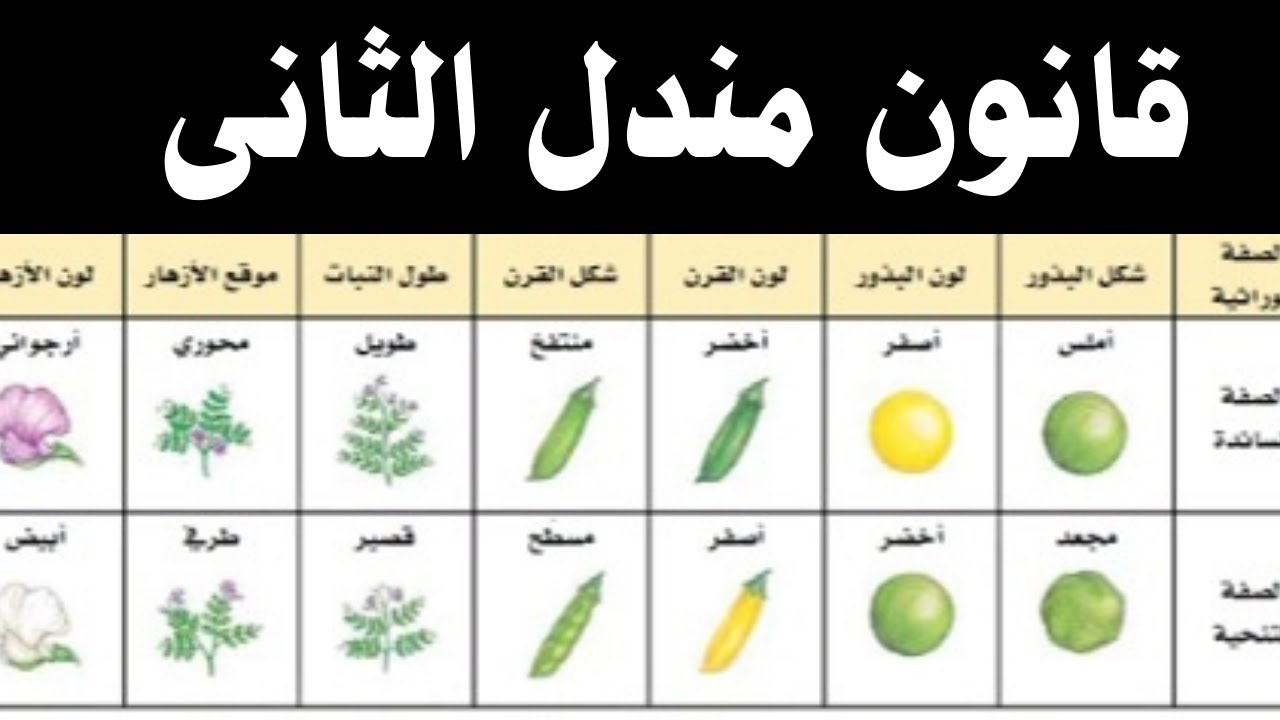 وراثة: مسائل على قانون مندل الثانى + التلقيح الإختبارى
