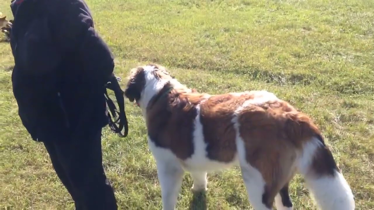 Lisko Shiba