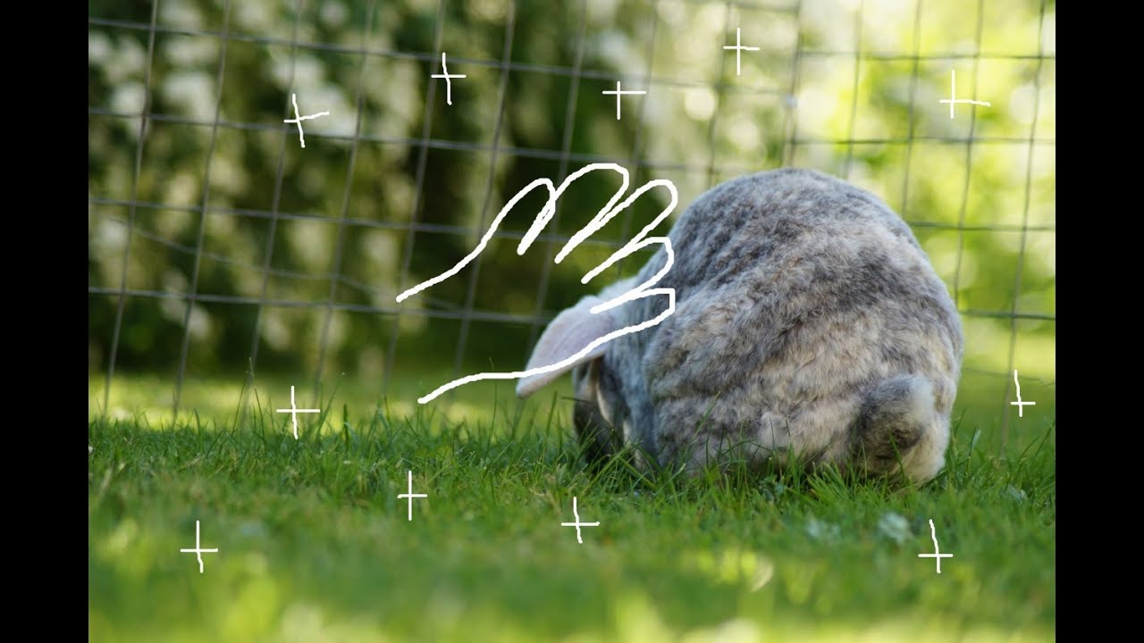 Zahm Challenge- wird Sally zutraulicher?