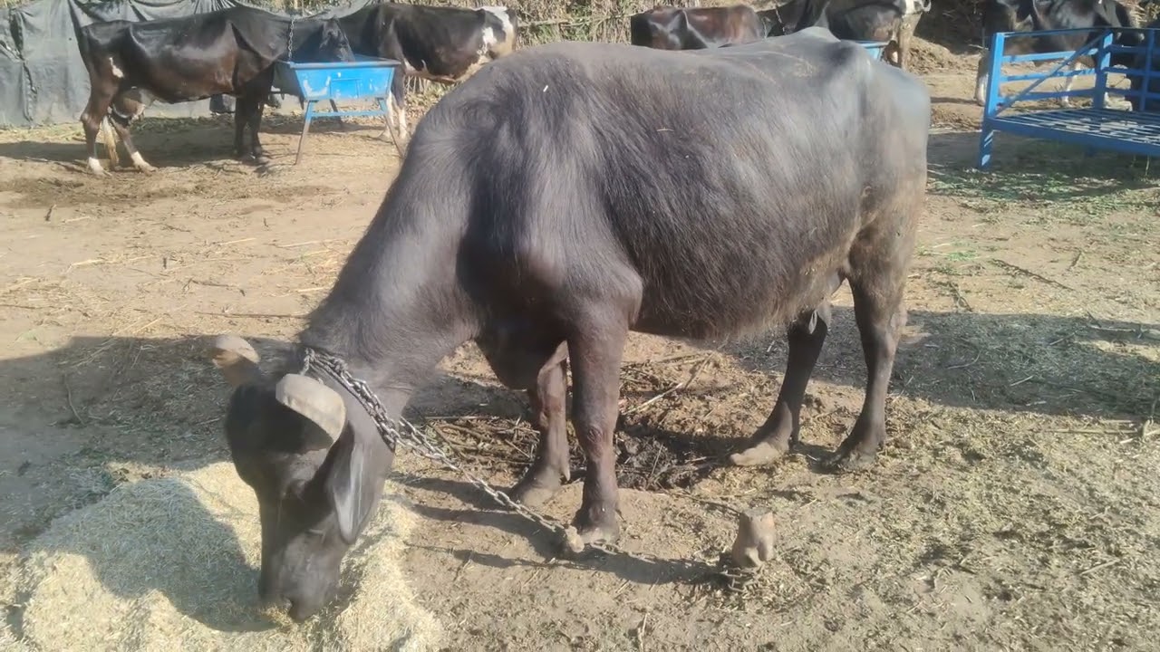 buffalo super videos | Amazing Buffalo |buffalo wildlife l Buffalo Videos #wildlife​​​​ #farming​​​​