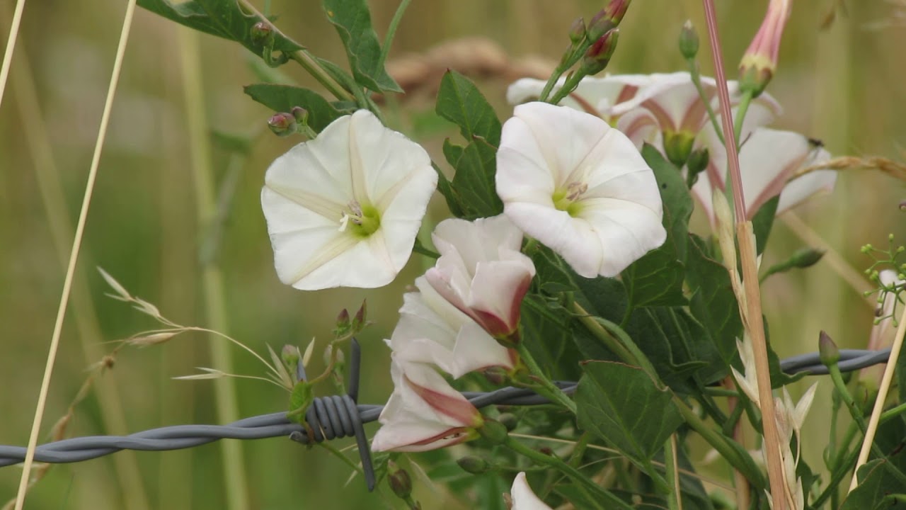 Convolvulus arvensis (wit)